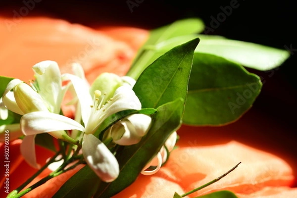 Fototapeta ハワイで出会ったいい香りのする花