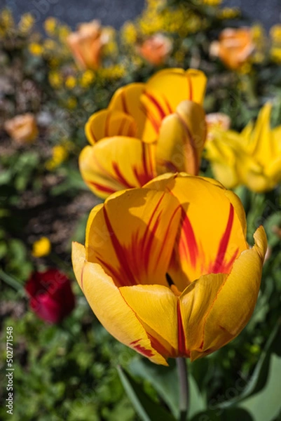 Obraz Leuchtende Tulpe