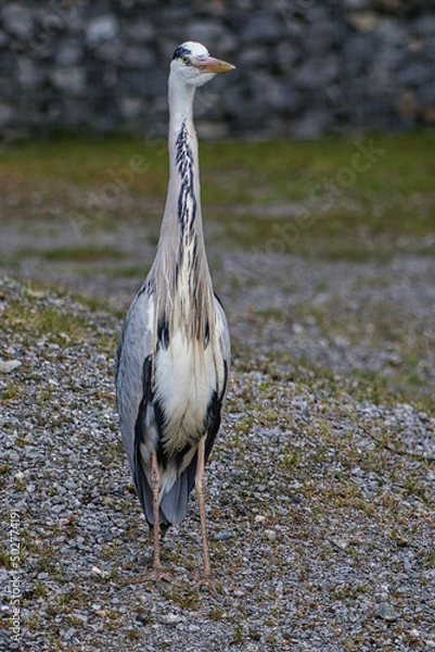 Obraz stehender Graureiher