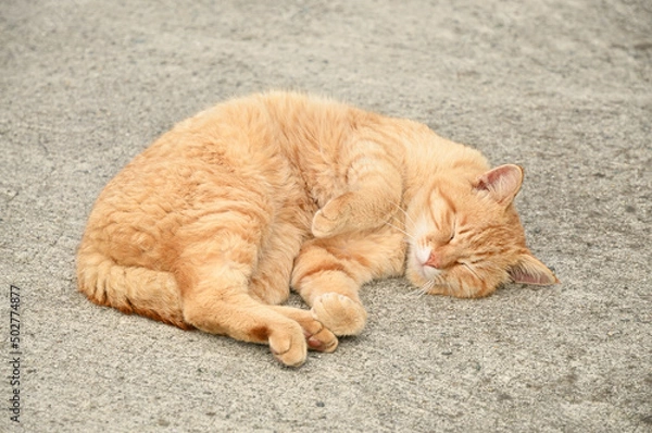 Obraz 寝転ぶ野良猫