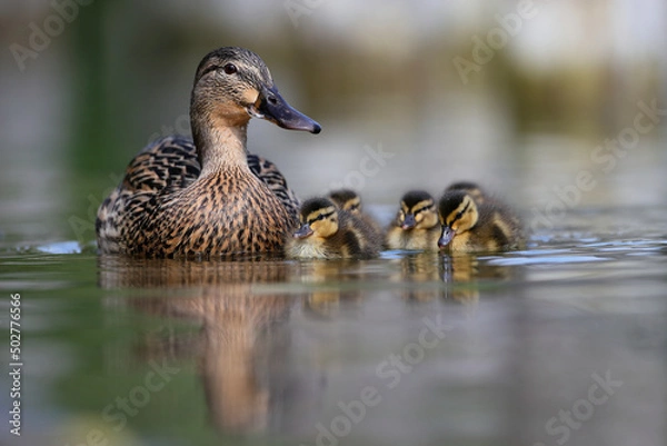 Fototapeta Mallard female duck whit  ducklings swims on a lake from the Danube Delta,Romania.