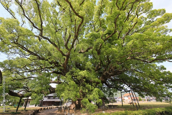 Fototapeta 徳島県東みよし町　加茂の大クス