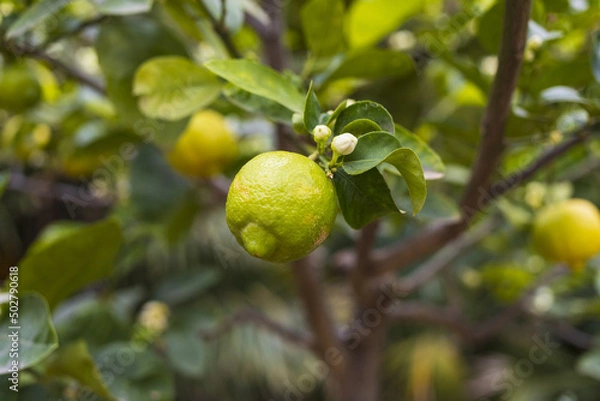 Fototapeta Lemon branch with green fruits, leaves, and white blossom, close up citrus fruit tree on green brown blurry background