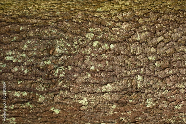 Obraz Embossed texture of the bark of fir. Photo of the fir-tree texture with green moss.