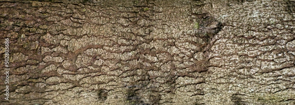 Obraz Embossed texture of the bark of fir. Panoramic photo of the fir-tree texture.