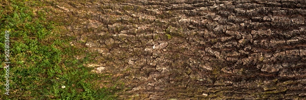 Obraz Embossed texture of the bark of oak. Panoramic photo of the oak texture with moss.