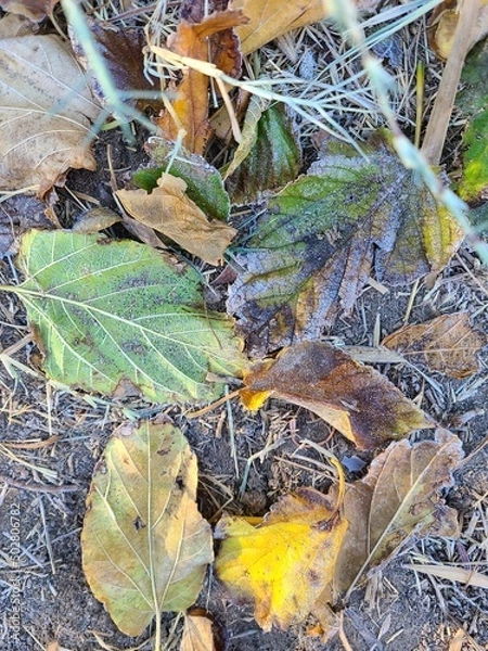 Obraz Looking Skyward