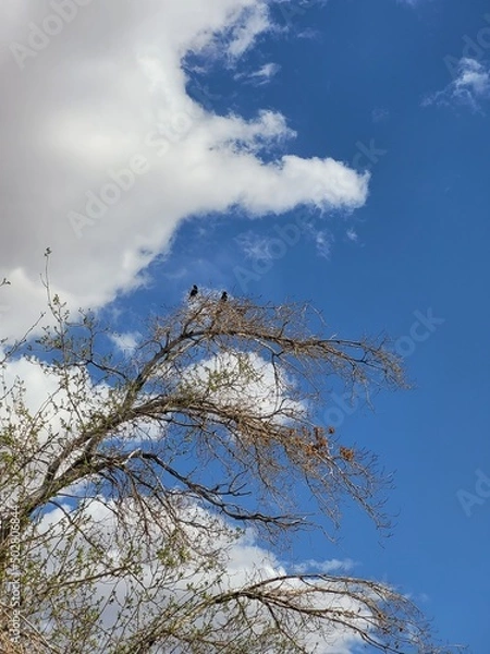 Obraz Looking Skyward