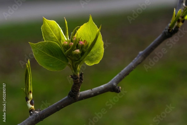 Fototapeta Apple flower buds on the twig with blurred background