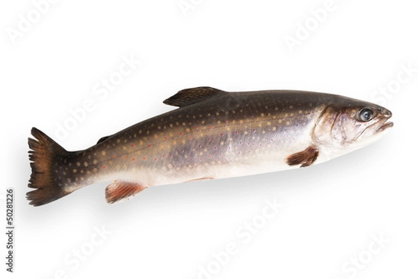 Obraz Fisch - Saibling