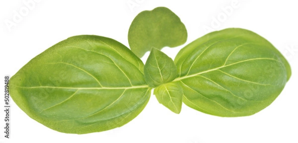 Fototapeta Basil on white