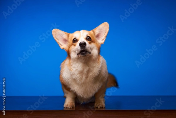 Obraz A happy Welsh Corgi Pembroke dog is isolated against a colorful blue background. The dog barks and looks at the camera waiting for a treat. The concept of canine emotions. Advertising space.