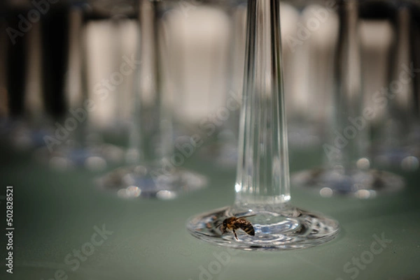 Fototapeta row set of empty wineglasses in restaurant bar