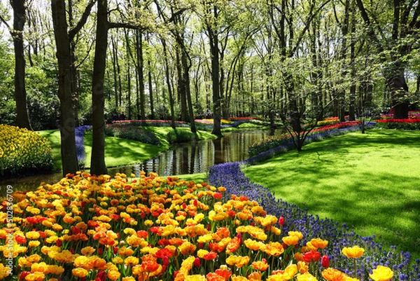 Fototapeta Netherlands. Flowers of the garden Keukenhof in Lisse
