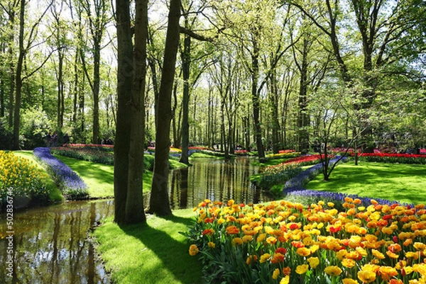 Fototapeta Netherlands. Flowers of the garden Keukenhof in Lisse