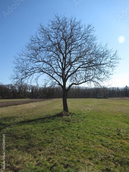 Obraz Baum auf einer Wiese