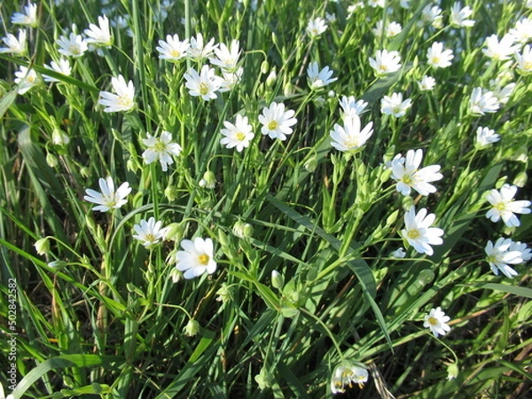 Obraz Blumen im Gras