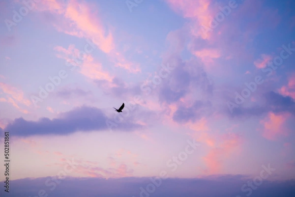 Obraz 夕焼け　カラス　空