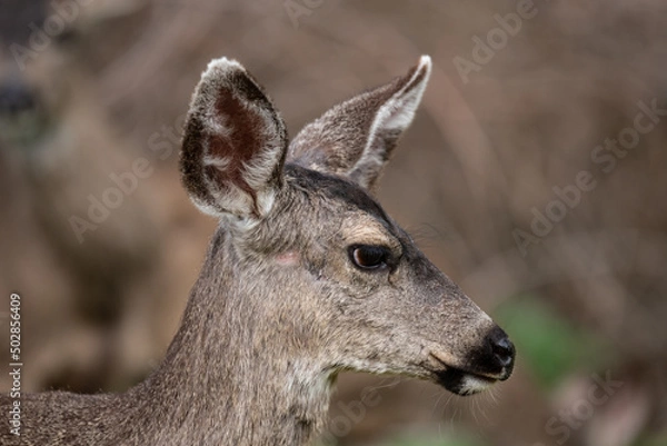 Obraz deer head
