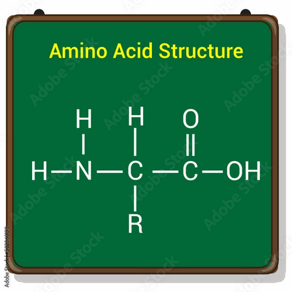 Fototapeta the general structure of an amino acid