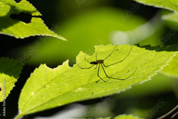 Fototapeta spider on leaf