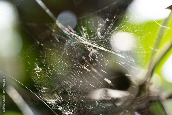 Fototapeta spider web
