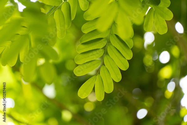 Fototapeta green leaves background