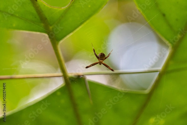 Fototapeta spider on a leaf