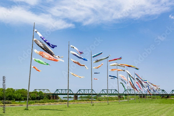 Obraz 遠賀川河川敷の鯉のぼり　福岡県中間市
