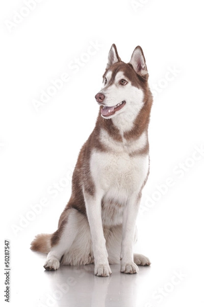 Fototapeta siberian husky