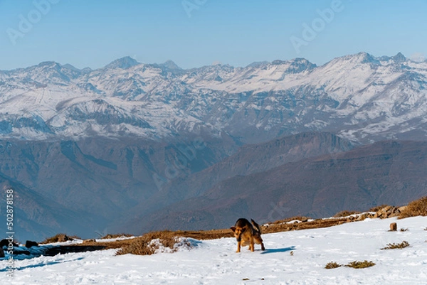 Fototapeta Horizontal shot of dog urinating on snowy Provincia mountain with Andes mountain range in background, Chile