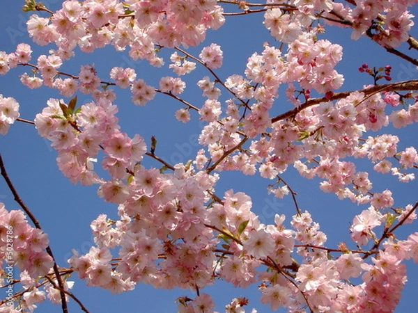 Obraz cerisier du japon