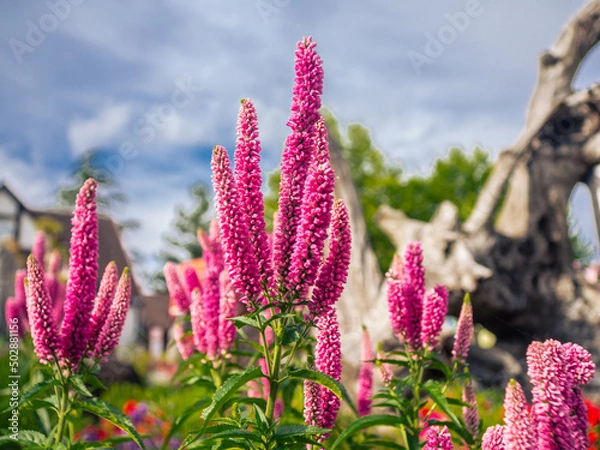 Fototapeta 春の花壇に咲くルピナスの花