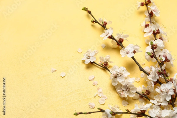 Fototapeta Blooming spring branches on yellow background