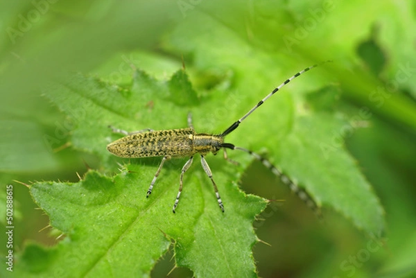 Fototapeta Closeup on a Golden-bloomed grey longhorn beetle, Agapanthia villosoviridescens sitting on a green thistle leaf