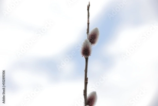 Obraz 青空の下の猫柳