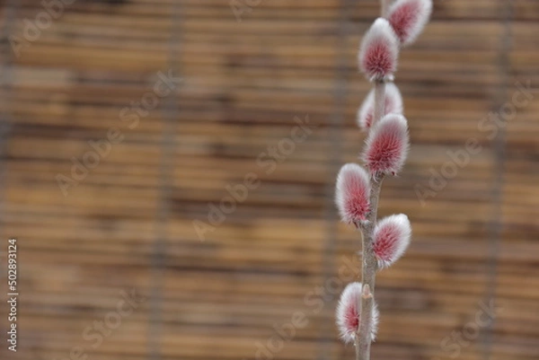 Obraz スダレを背景に撮影したネコヤナギ