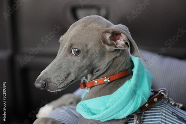 Obraz 車の後部座席に座るイタリアングレーハウンドの子犬