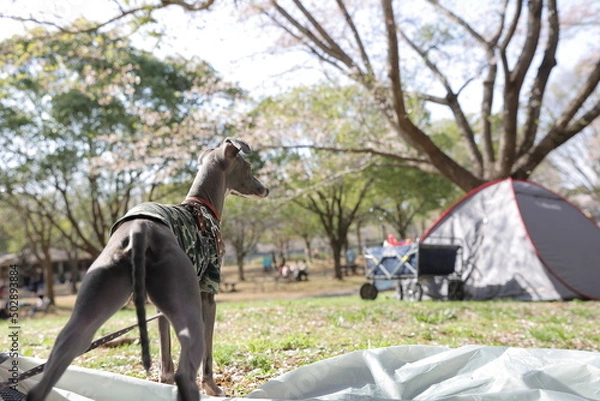 Obraz キャンプ場に連れてきたペットの犬