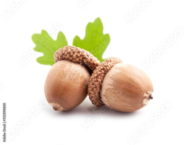 Obraz Acrons with leaves