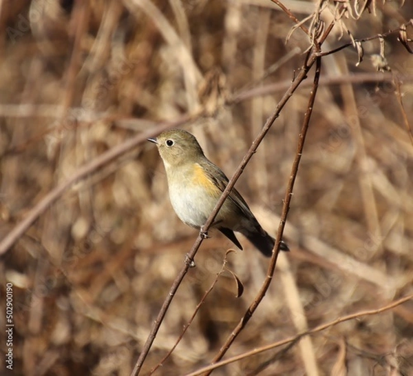 Obraz ルリビタキのアップ