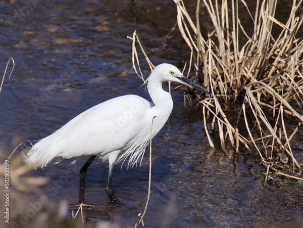Obraz 水生生物を探す野鳥
