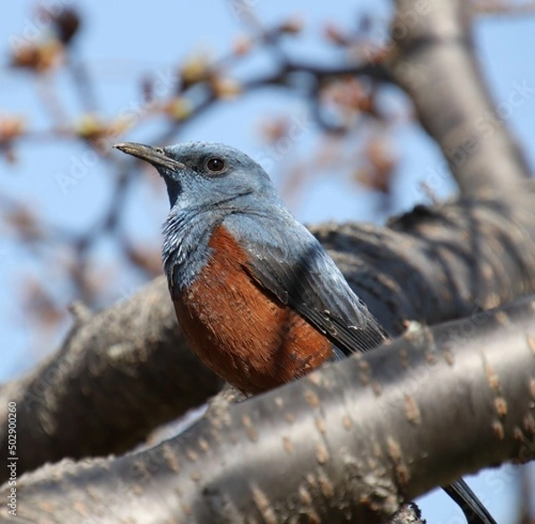 Obraz 桜の木で休む青い鳥