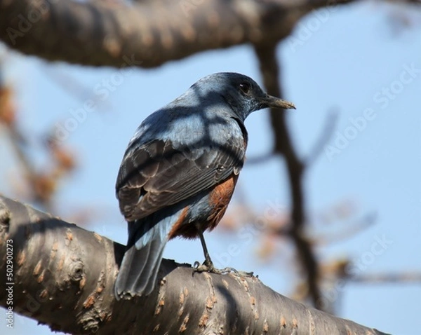 Obraz 木に止まる青い鳥