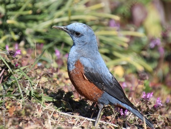 Obraz 餌を探す青い鳥