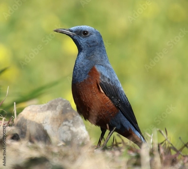 Obraz 周りが気になる青い野鳥