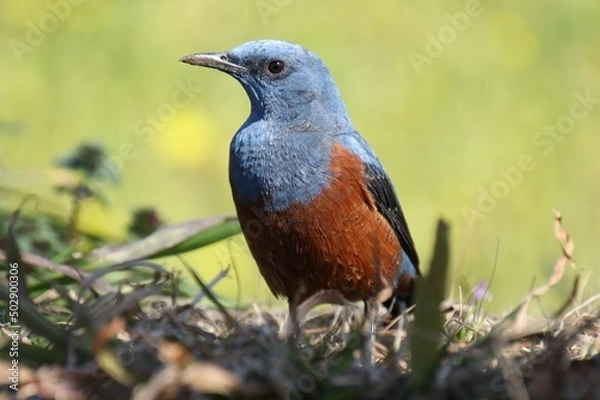 Obraz 青い鳥が地面に降りて餌を探す