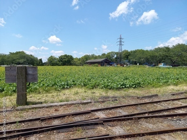 Obraz 鉄道風景、緑と電柱と線路