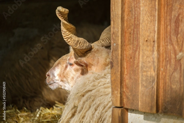 Obraz sheep in zoo