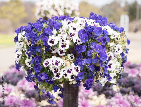 Obraz コスモスの花